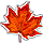 Windfallmapleleaf.gif