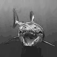 Sharkodile.gif